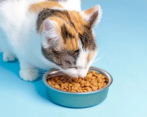 Cat Food