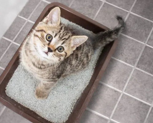 Cat Litter