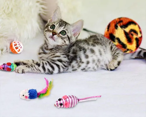 Pet Toys